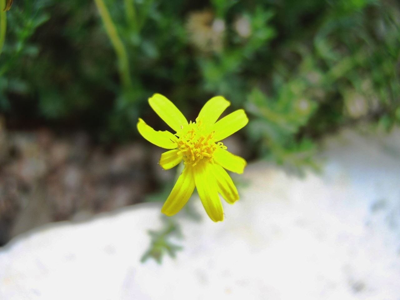 Chrysactinia mexicana